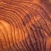 How Wood Products Could Lower the Cost of Forest Management