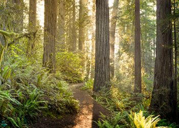 Building Capacity for Long-term Forest Stewardship