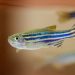 NIH Hikes Funding for Animal Testing